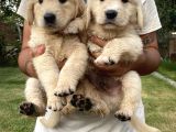 Golden Retriever A Kalite