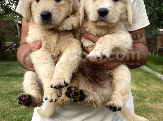 Golden Retriever A Kalite görsel