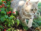 Ny25 Bri̇ti̇sh Tabby Di̇şi̇ Scrsi̇z