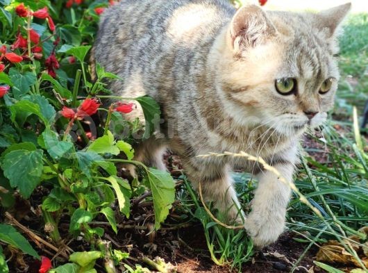 Ny25 Bri̇ti̇sh Tabby Di̇şi̇ Scrsi̇z görsel