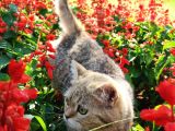 Ny25 Bri̇ti̇sh Tabby Di̇şi̇ Scrsi̇z