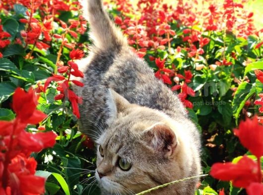 Ny25 Bri̇ti̇sh Tabby Di̇şi̇ Scrsi̇z görsel