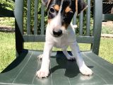 Safkan Jack Russell Yavrularimiz