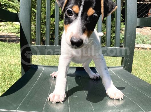 Safkan Jack Russell Yavrularimiz görsel