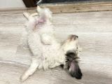 Terrier Yeni Yuvasını Arıyor