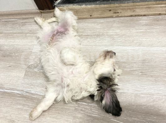 Terrier Yeni Yuvasını Arıyor görsel
