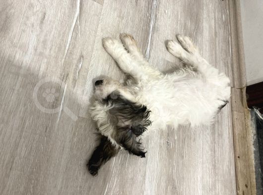 Terrier Yeni Yuvasını Arıyor görsel