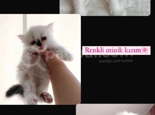 Maviş İran Kardeşler görsel