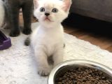 British Shorthair 30 Günlük Dişi Ve Erkek Safkan