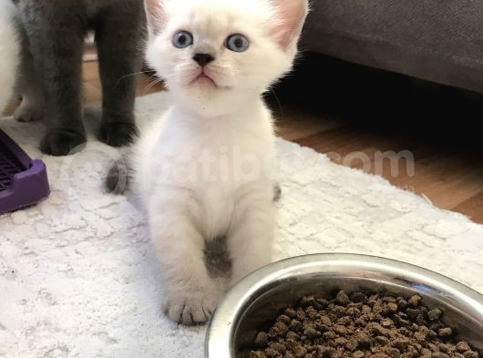 British Shorthair 30 Günlük Dişi Ve Erkek Safkan görsel