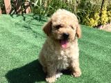 Apri̇kot Ve Red Toy Poodle Yavrularimiz