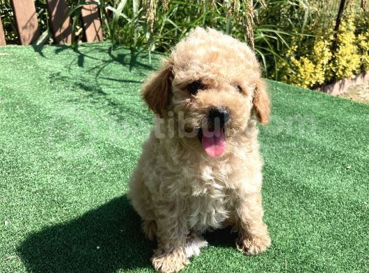 Apri̇kot Ve Red Toy Poodle Yavrularimiz görsel