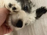 Terrier Yeni Yuvasını Arıyor