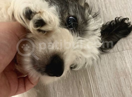 Terrier Yeni Yuvasını Arıyor görsel