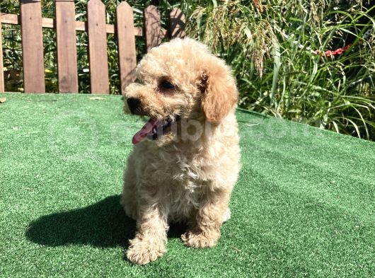 Apri̇kot Ve Red Toy Poodle Yavrularimiz görsel