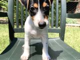 Safkan Jack Russell Yavrularimiz