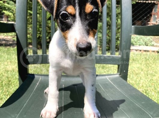 Safkan Jack Russell Yavrularimiz görsel