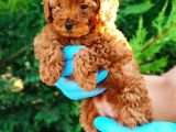 Apri̇kot Ve Red Toy Poodle Yavrularimiz
