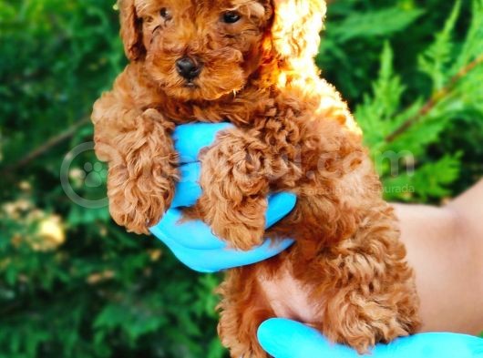 Apri̇kot Ve Red Toy Poodle Yavrularimiz görsel