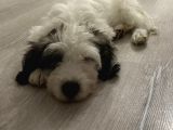 Terrier Yeni Yuvasını Arıyor