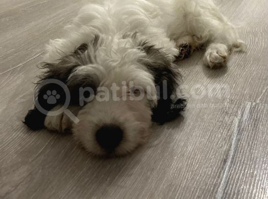 Terrier Yeni Yuvasını Arıyor görsel