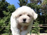 0 Numara Maltese Terrier Yavrularımız