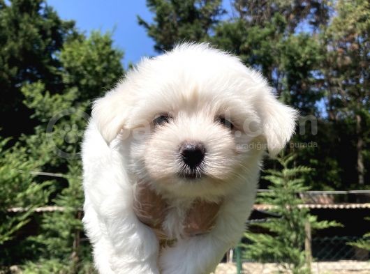 0 Numara Maltese Terrier Yavrularımız görsel