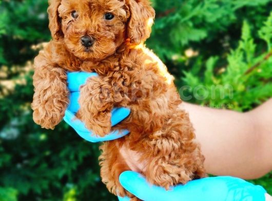 Apri̇kot Ve Red Toy Poodle Yavrularimiz görsel
