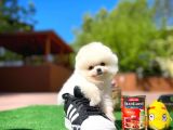Ayı Surat Pomeranian Boo Yavrularımız