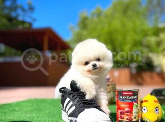 Ayı Surat Pomeranian Boo Yavrularımız