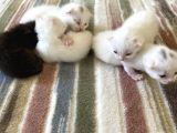 Rezerveye Açıktır British Shorthair yavrularımız