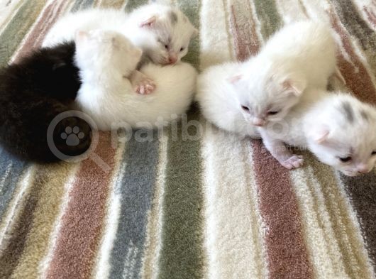 Rezerveye Açıktır British Shorthair Yavrularımız