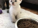British Shorthair 30 Günlük Dişi Ve Erkek Safkan