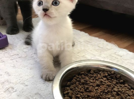 British Shorthair 30 Günlük Dişi Ve Erkek Safkan görsel