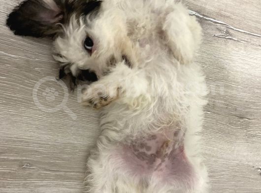 Terrier Yeni Yuvasını Arıyor görsel