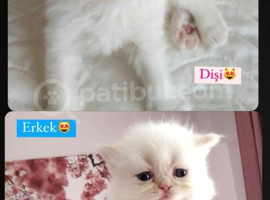 Maviş İran Kardeşler görsel