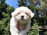 0 Numara Maltese Terrier Yavrularımız