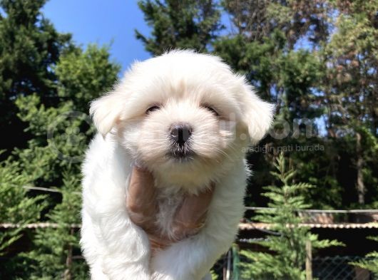 0 Numara Maltese Terrier Yavrularımız