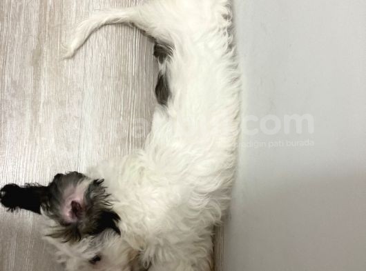 Terrier Yeni Yuvasını Arıyor