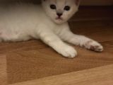 British Shorthair 30 Günlük Dişi Ve Erkek Safkan