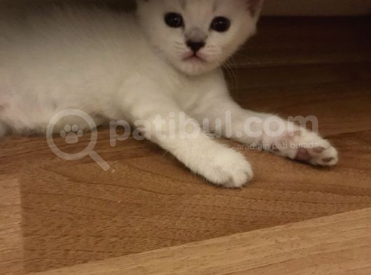 British Shorthair 30 Günlük Dişi Ve Erkek Safkan görsel