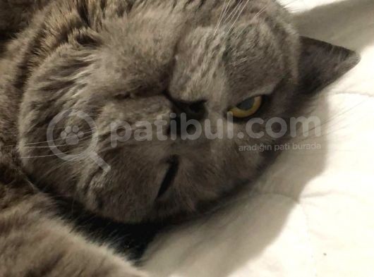 Bihter Kalıcı Yuva Arıyor görsel