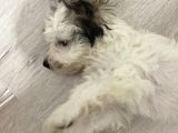 Terrier Yeni Yuvasını Arıyor