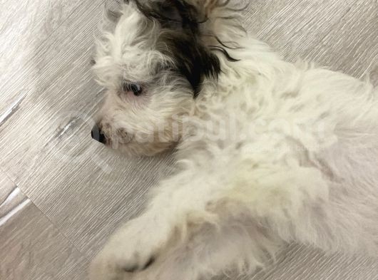 Terrier Yeni Yuvasını Arıyor görsel