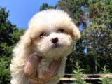 Safkan Teacup Malti̇poo Yavrularimiz Si̇zlerle