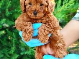 Apri̇kot Ve Red Toy Poodle Yavrularimiz