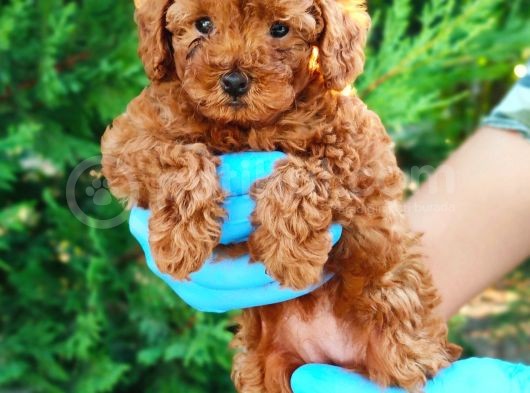 Apri̇kot Ve Red Toy Poodle Yavrularimiz görsel