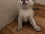 British Shorthair 30 Günlük Dişi Ve Erkek Safkan