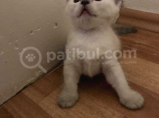 British Shorthair 30 Günlük Dişi Ve Erkek Safkan görsel