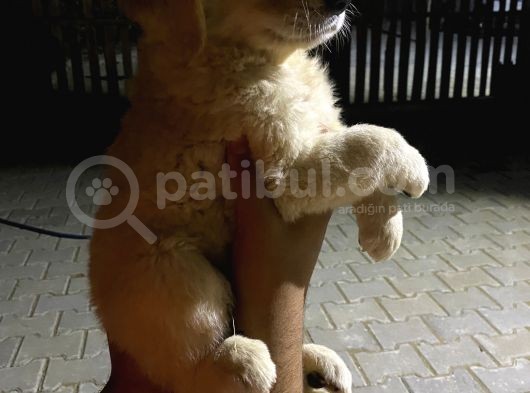Golden Retriever A Kalite